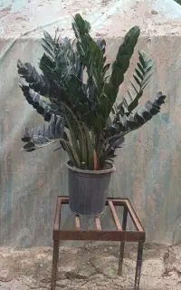 گل و گیاه آپارتمانی