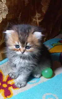 بریتیش اسکاتیش بلک گلد