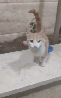 گربه خونگی و ملوس و ناز