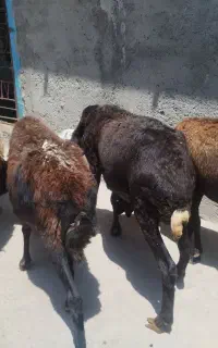 میش جهت قربانی