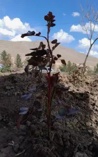 تاک انگور گلدانی.شرابی.ترکمن4.موندراپ.رز گلدانی