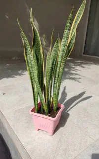 دیفن باخیا گل طبیعی