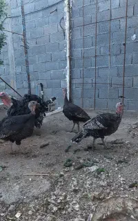 بقلمون نر وماده