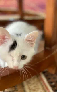 گربه دی اس اچ سه ماهه س
