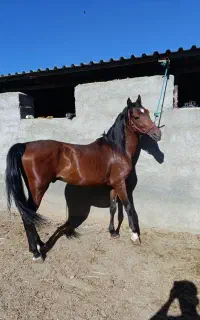 اسب شجره دار