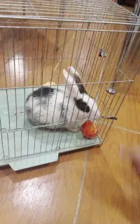خرگوش