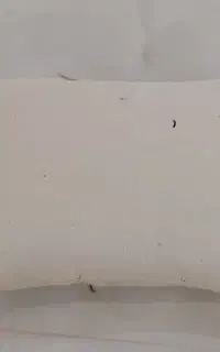 بالش پر مرغ ۵ عدد