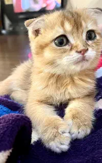 گربه اسکاتیش