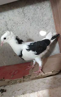 کبوتر در کرج
