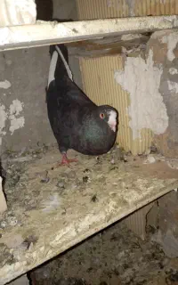 پرنده