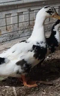 دوتا اردک ویه خروس