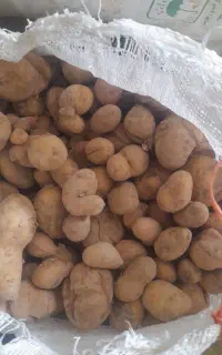 سیب زمینی فندقی