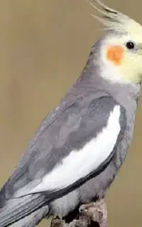 ی عروس هلندی گم شده میدون انقلاب