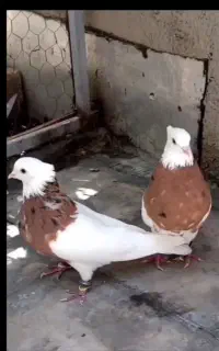 کبوتر طوقی