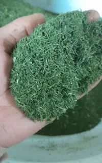 فروش سبزی خشک