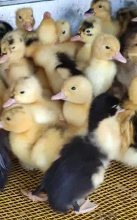 جوجه اردکهای یک روزه ۵۰ یک هفته تا۱۰رروزبه بالا۶۰