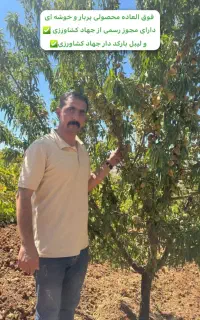 فروش انواع نهال مثمر بادام و غیرمثمر