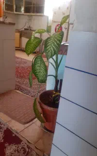 فروشی