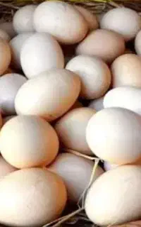 تخم مرغ ارگانیک محلی