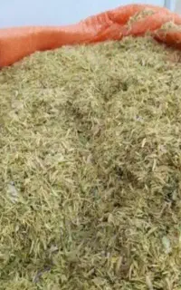 کاه لوبیا چیتی