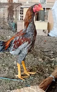خروس لاری