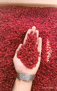 زرشک پفکی اعلا