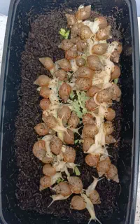 حلزون آچاتینا