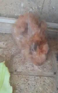 خرگوش لوپ ماده