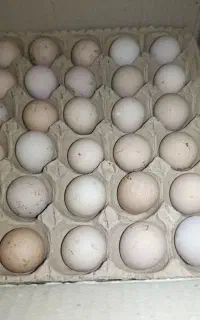 تخم مرغ شاخدار نطفه دار
