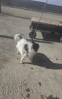 سگ پا کوتاه
