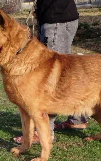 سگ . ژرمن