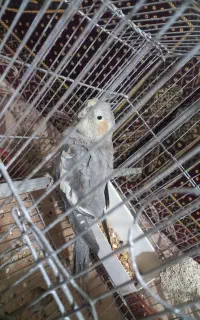 عروس‌هلندی‌دستی