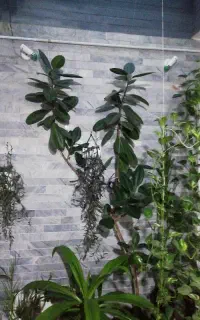 گل گوش فیلی