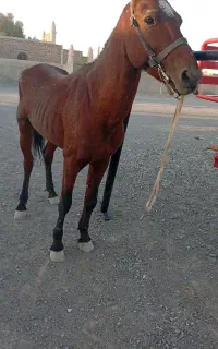 نریان کهر