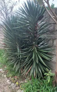 گل یوکا چند ساله