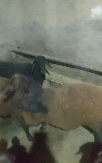 گوسفند نر