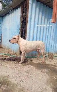 توله داگوارژانتینی اصیل جز بهترین خط خونی حال حاضر