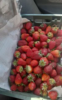 توت فرنگی شیرین مربایی