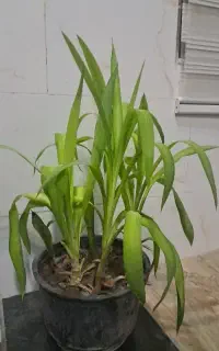 گل طبیعی ۵عدد بچه داره