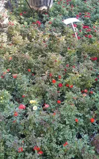 رز ساناز
