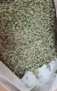 اویشن کوهی