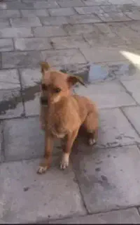 سگ پاکوتاه معاوضه با دوچرخه