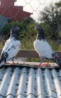 جفت پاکستانی جوان مست