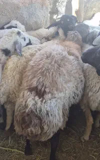 چند تا میش