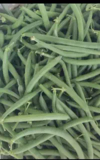 لوبیا تازه جوان