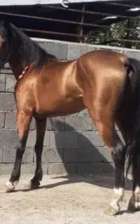 فروش اسب درشور ۶ساله دست و پا شیشه