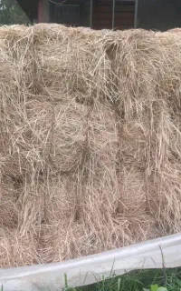 کاه برنج