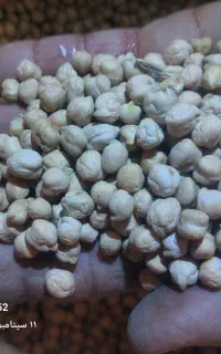 نخود آبگوشتی