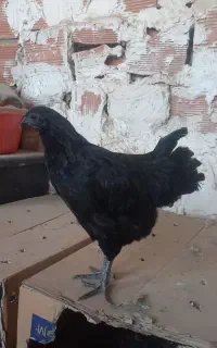 مرغ ایام سمانی اصل