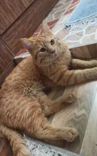 واگذاری گربه